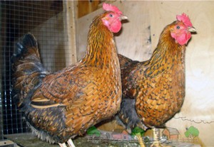 kuchinskie-yubileinye-kury