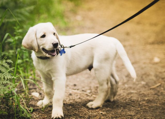 1424330686_labrador_photo_006
